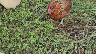 OMC! Happy little chickens living a happy relaxing life! - Possibly spoiled to some degree! #shorts