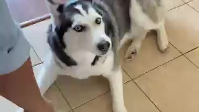 Funny Dog Videos new