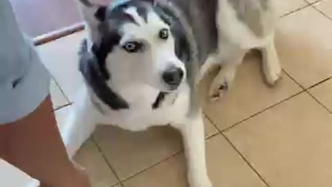 Funny Dog Videos new