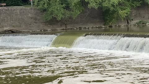 Salmon run Humber River James Gardens 3