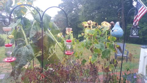 Hummingbird Frenzy (Marshall, VA) 3 years ago