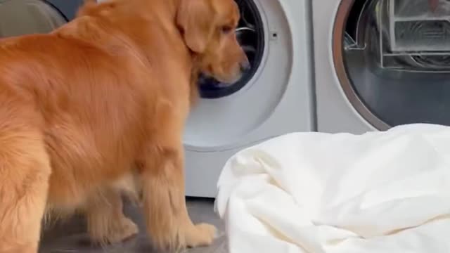 Dogs can wash clothes with children