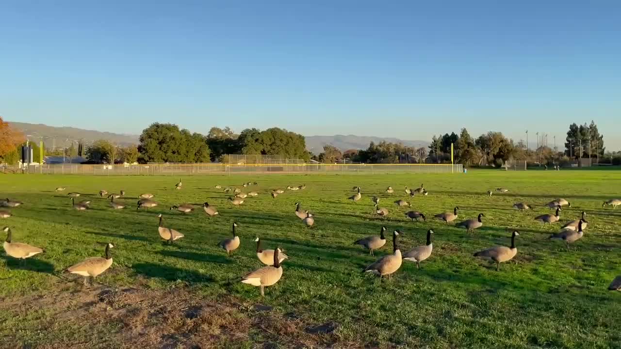 Fearless wild geese are grazing near me