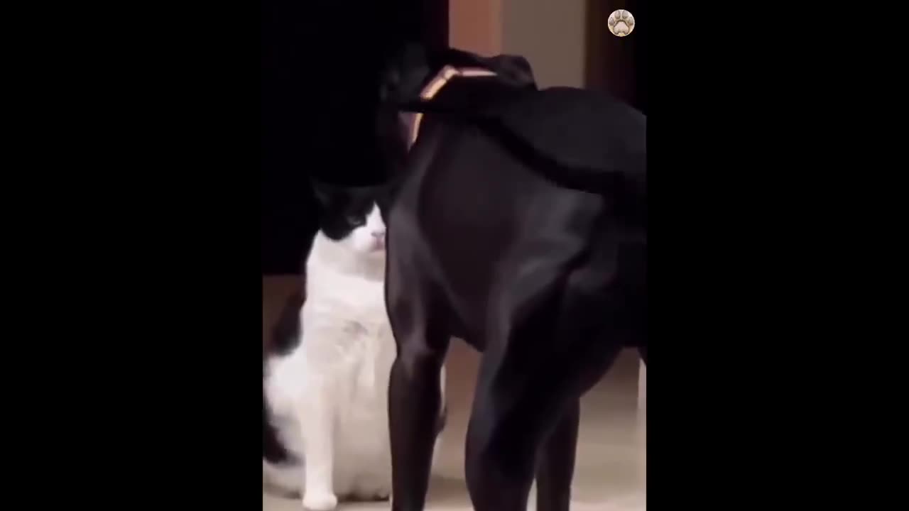 Dog and cat funny moment##viral vedio## vedio clip