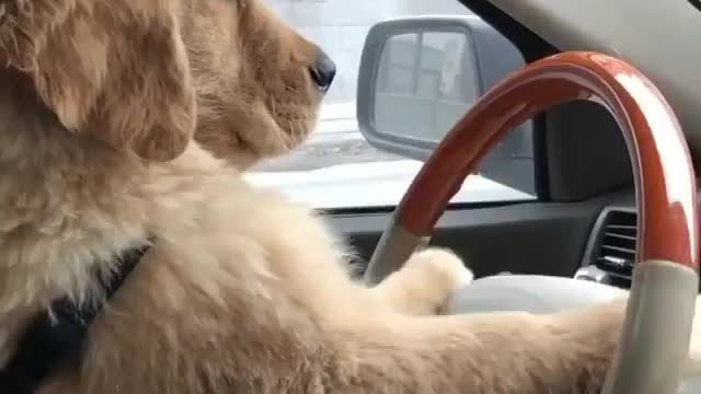 Dog's driving