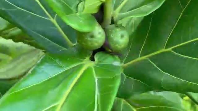 What fruit?