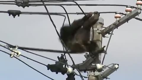 Electrical Shocks Will Not Be Merciful To Any Animal