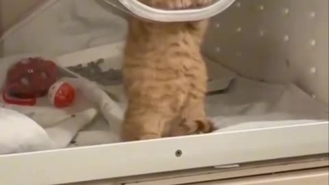 Funny and Cute Cats Videos #182