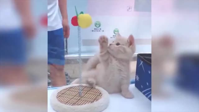 Cat in play in funny game