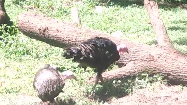 Turkeys and the logs