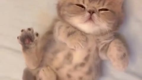 cute cat woke up