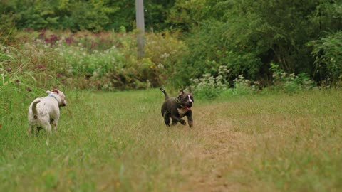Two Pet Dogs Running In A Grass Field