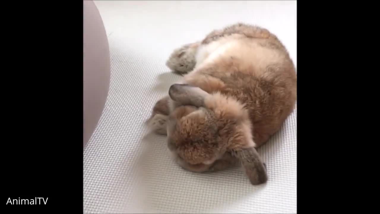 Cute Rabbit Video||Funny Rabbit Video||Animal Video