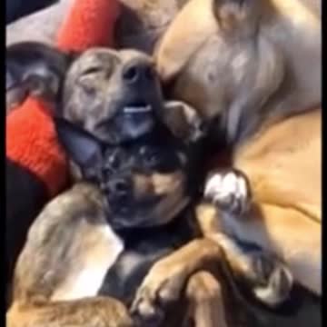 Adorably Cute Kittens & Pups 2021 (6)