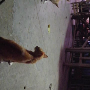 Pup is playing with ready to fight cats.