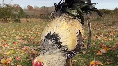 silver laced wyandotte 😍