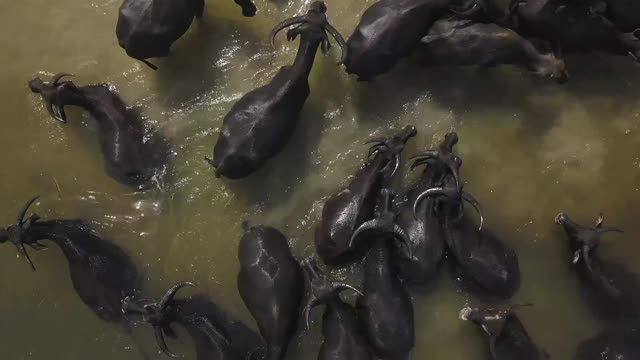 Asian Water Buffalos Taking a Bath in the Lake 1#