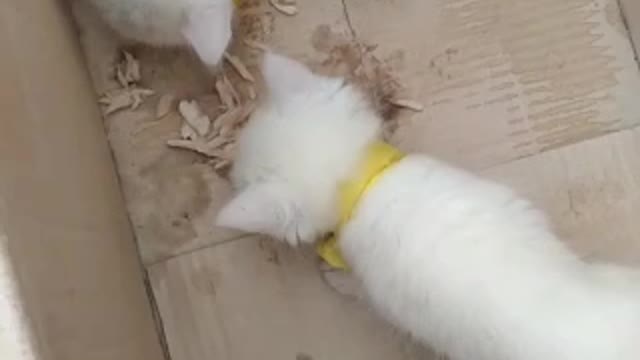 Lots of Kittens