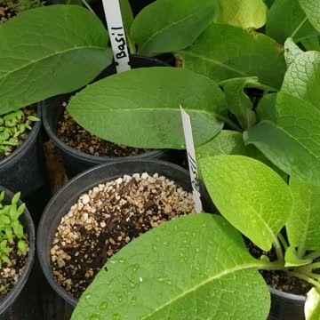 Greenhouse herb seedlings