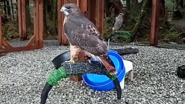 raptorcenter#cute#3birds
