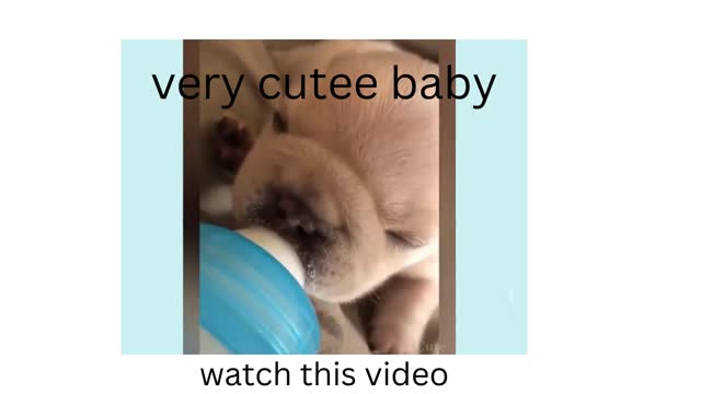 very cute baby dog