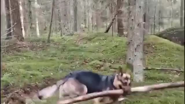 Dog, man's best friend!!! Funny Dog