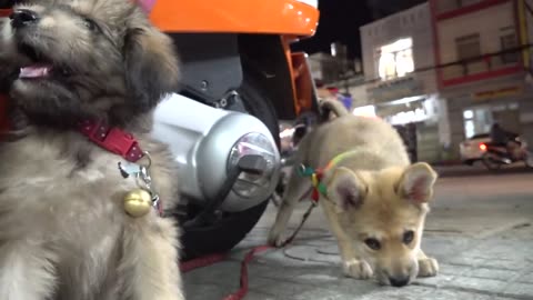 Cute Puppy Reaction Street Side Little Dog Puppy #puppy #dog #animal