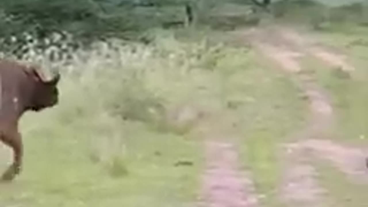 Video animal