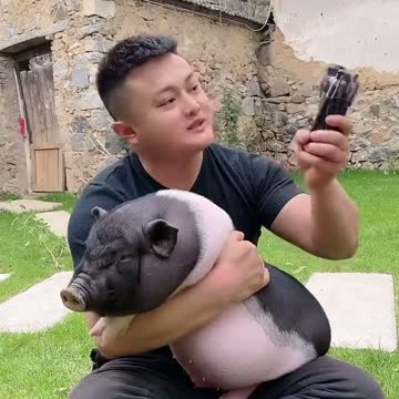 Baby pig 🐷 so lovely