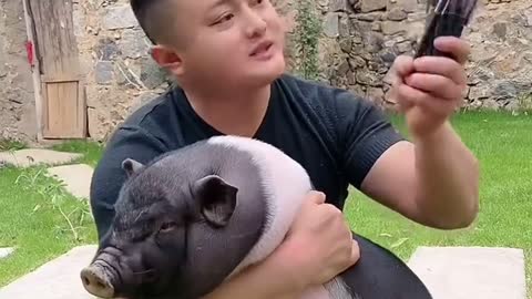 Baby pig 🐷 so lovely