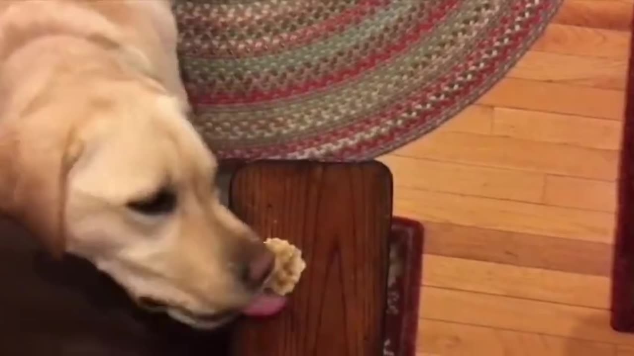 Labrador Retriever VS A Cookie