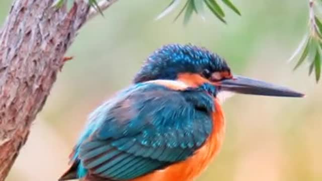 beauty of birds