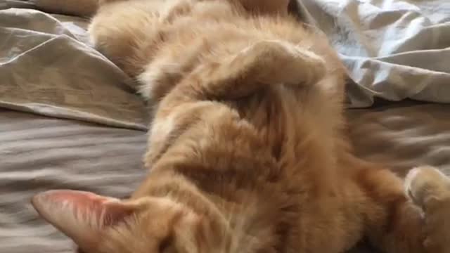 Sleepy cat makes funny faces