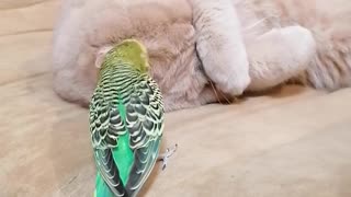 Lazy Cat Totally Ignores Overly Attached Parrot