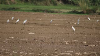 Too Many White Birds sit in dry canal