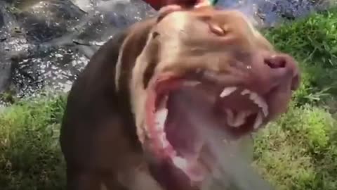 Dog Who Wasn't Supposed To Survive Is Completely Transformed By Love | The Dodo Pittie Nation