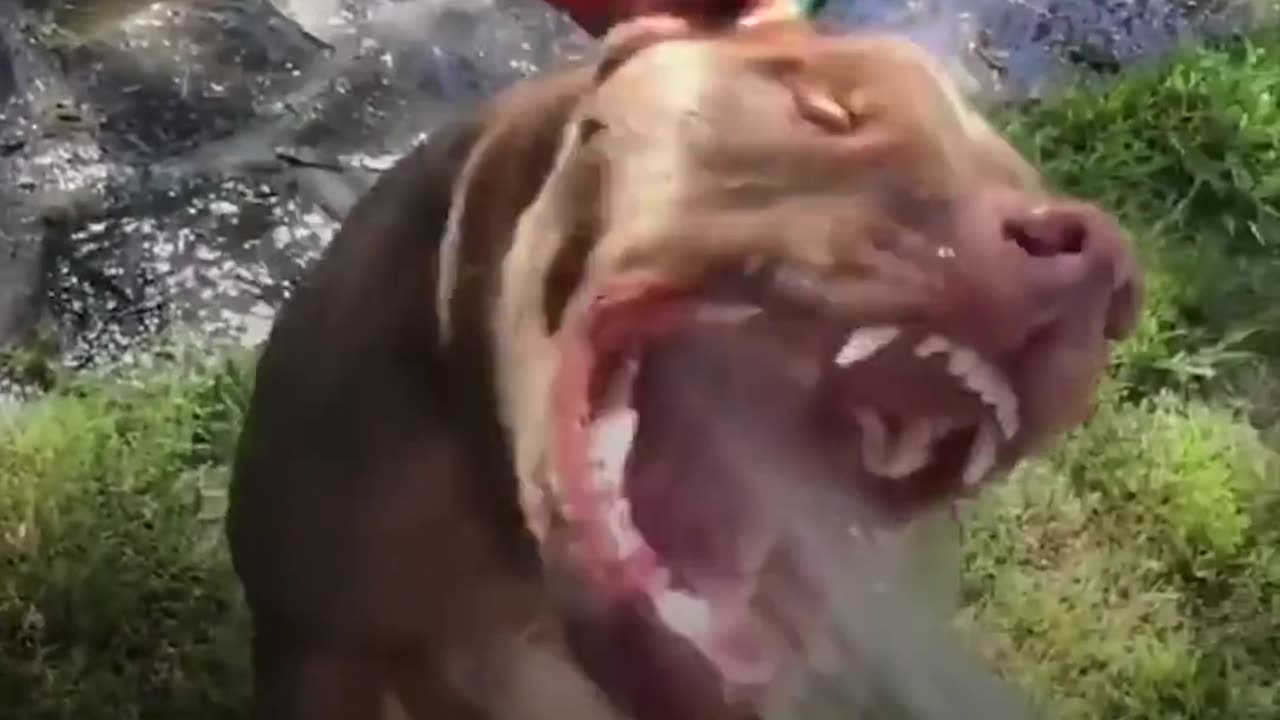 Dog Who Wasn't Supposed To Survive Is Completely Transformed By Love | The Dodo Pittie Nation