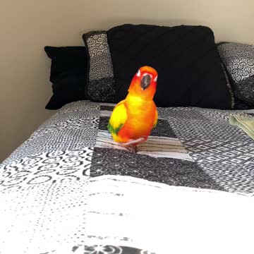 Parrot's feet make hilarious noises when he runs