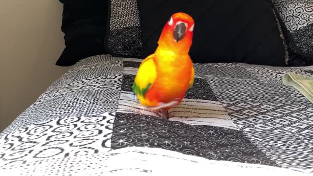 Parrot's feet make hilarious noises when he runs