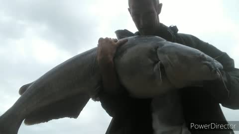 53lb Giant Blue Catfish