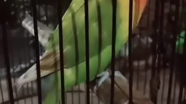 story wa burung lovebird ngekek panjang