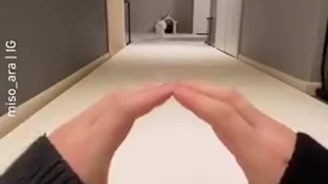 Cute dogs complications ! Fuuny puppy dogs cutieee