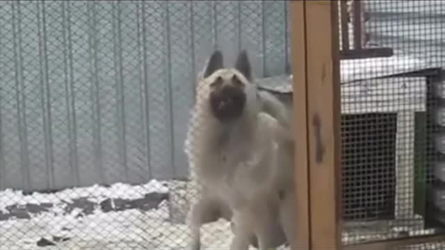 German Shepherd Dog Dancing And Stepping On The Beat