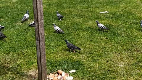 Wonderful birds on a beautiful day