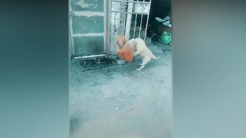 Chicken VS Dog Fight part 2