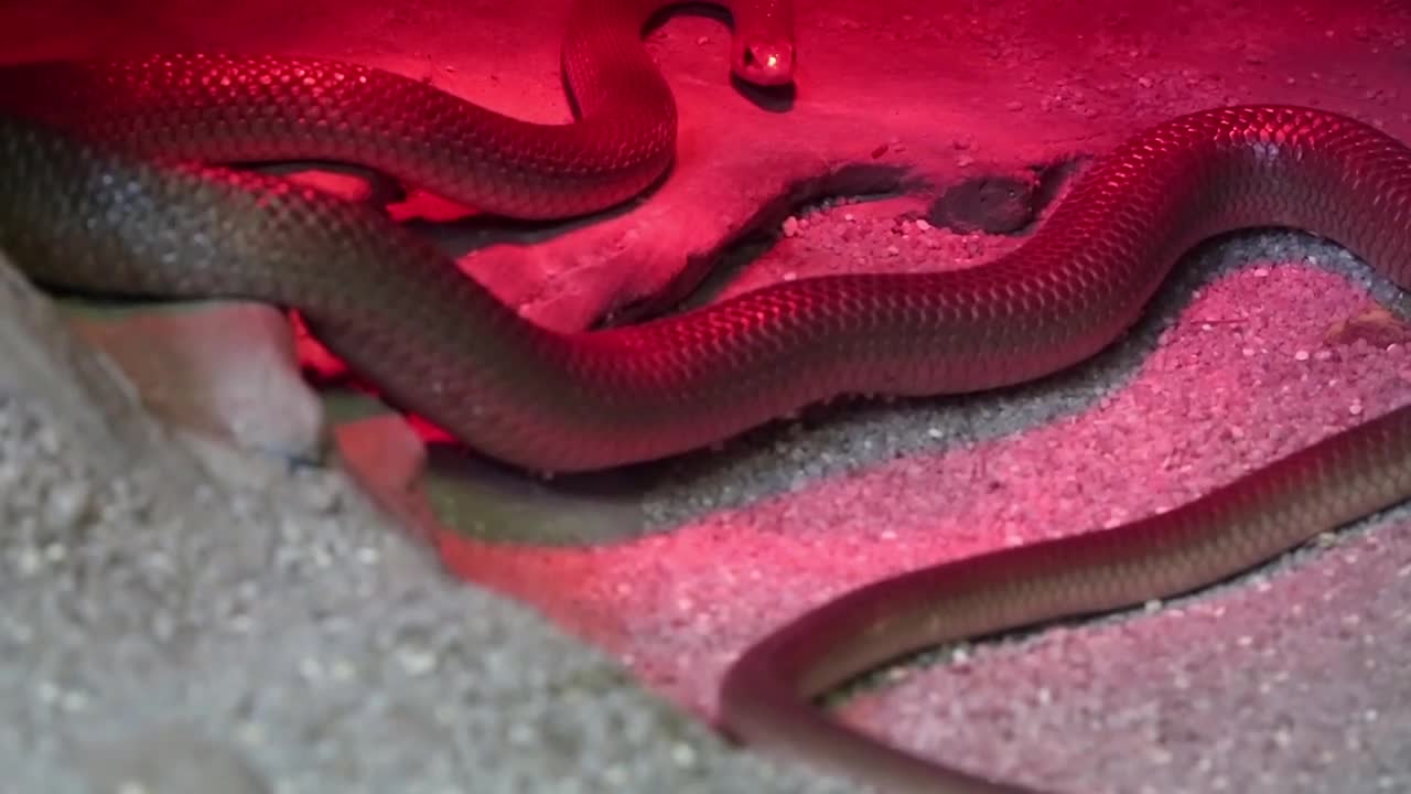 Snake under red light in terrarium