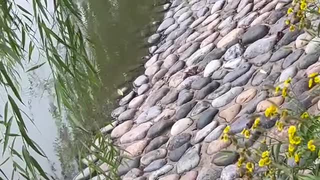 Little rocks by the river