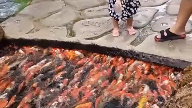 Golfish