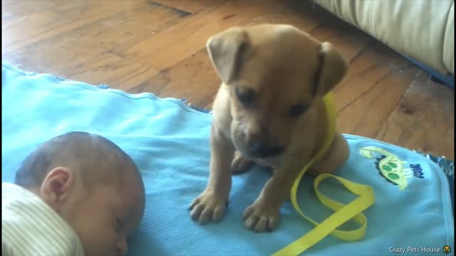 Cute Dogs Babysitting Dog And Sleeping Together