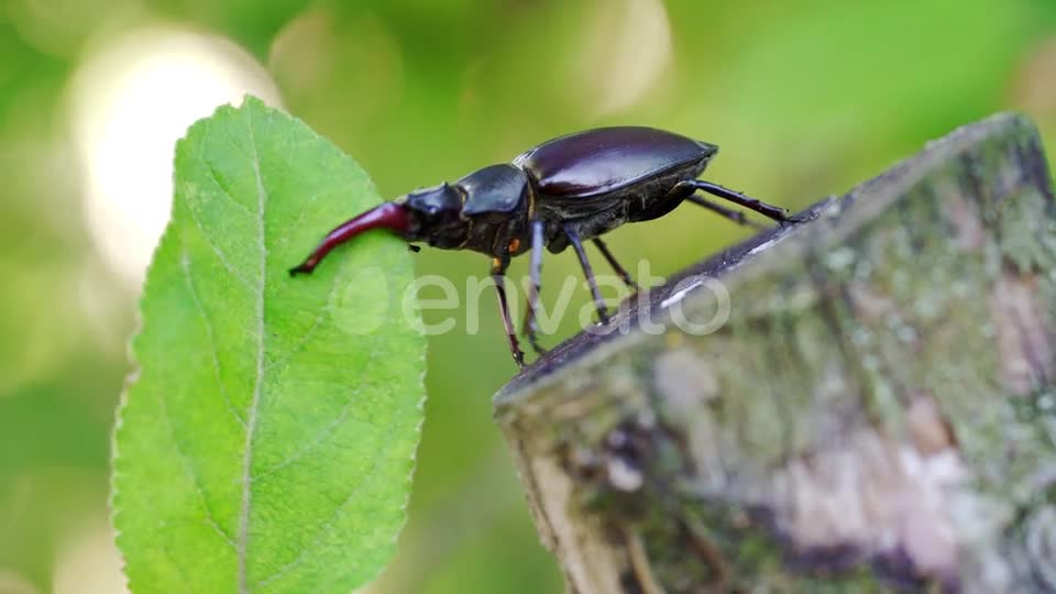 Black bird 🐦🐦 Beautiful Birds Amazing Natural video natural video